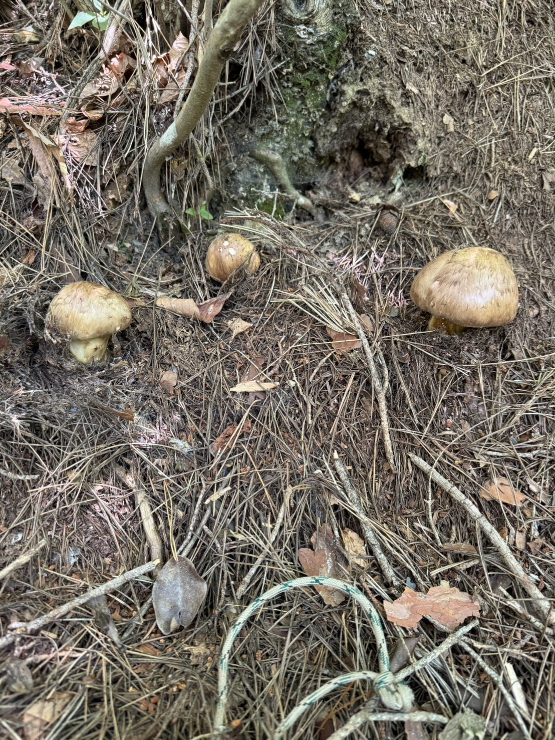 長野県の山中に自生する国産松茸